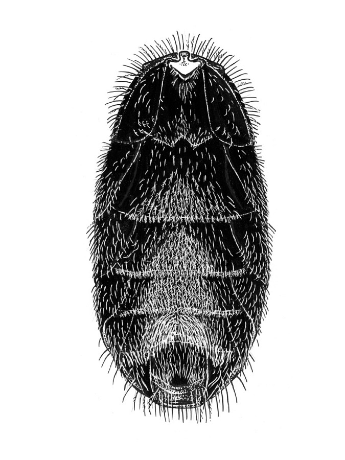 Lasioglossum fuscipenne image