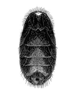 Lasioglossum fuscipenne image