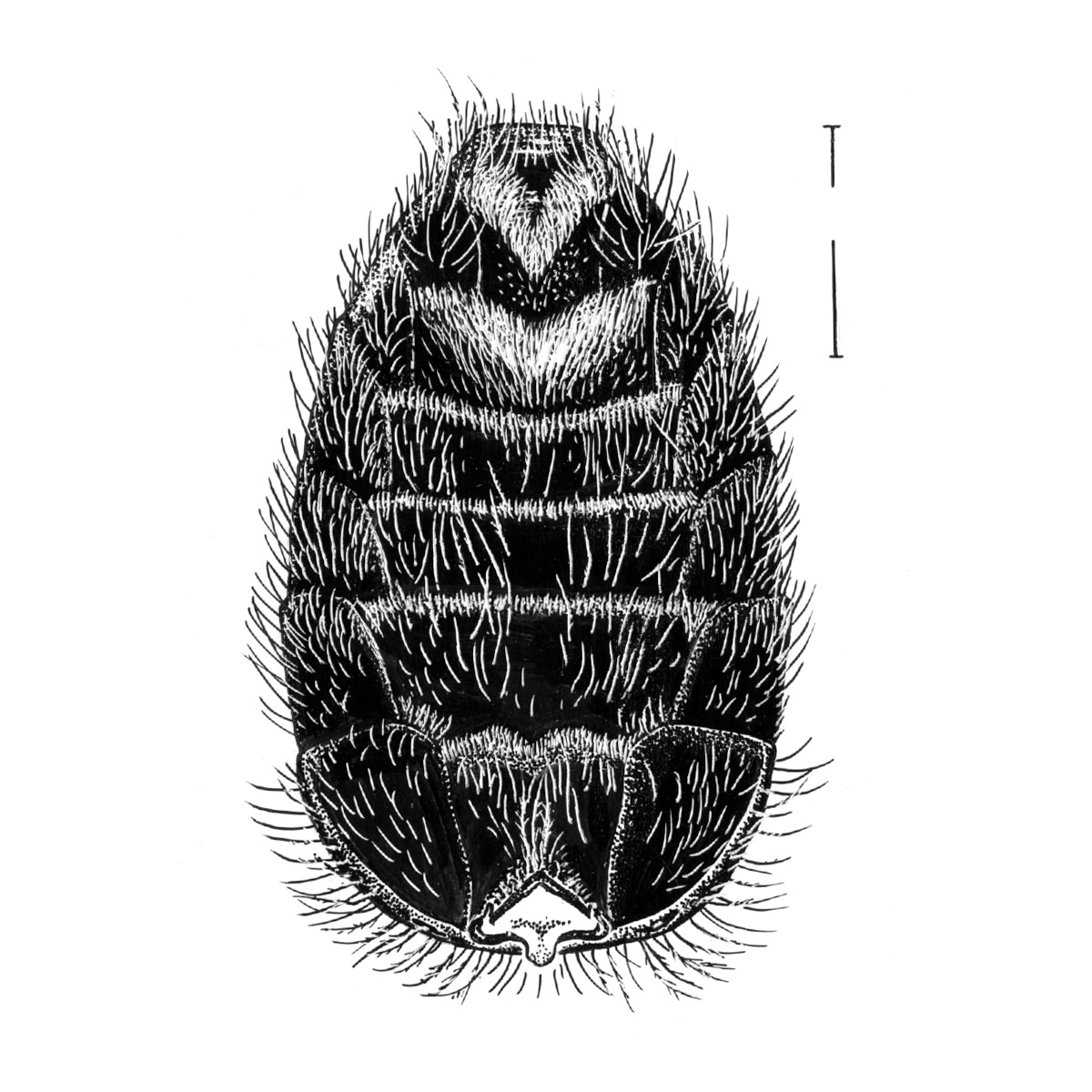Lasioglossum zonulum image