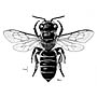 Megachile occidentalis image