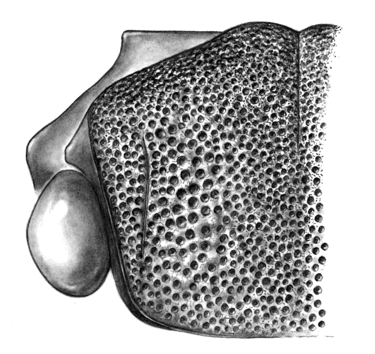 Lasioglossum citerius image