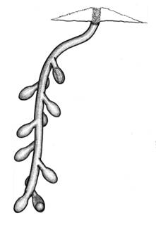 Image of Halictus farinosus