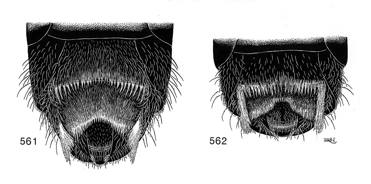 Lasioglossum pacificum image