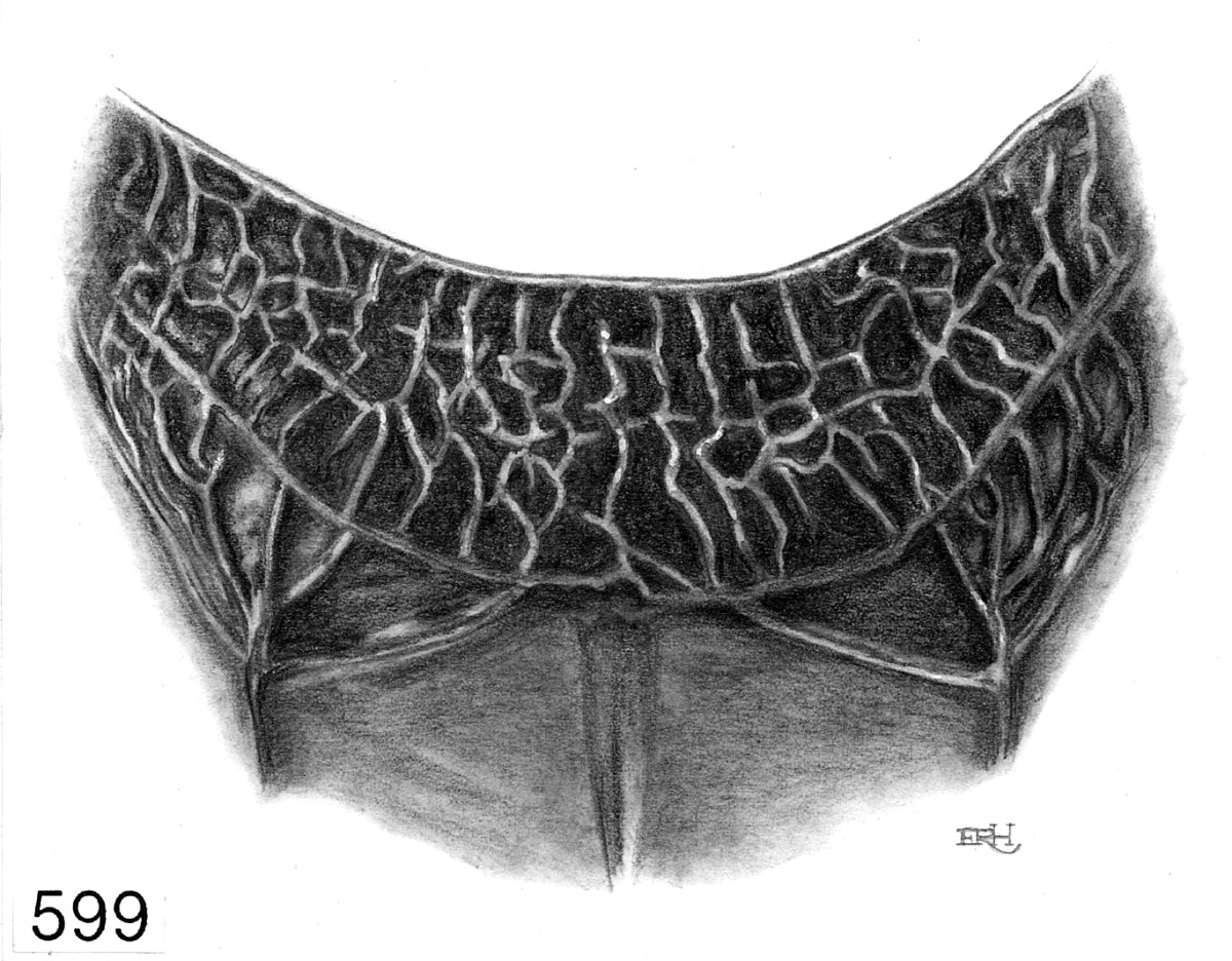 Lasioglossum perscabrum image