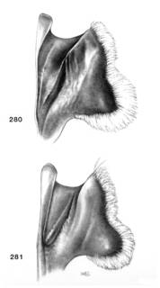 Lasioglossum asaphes image