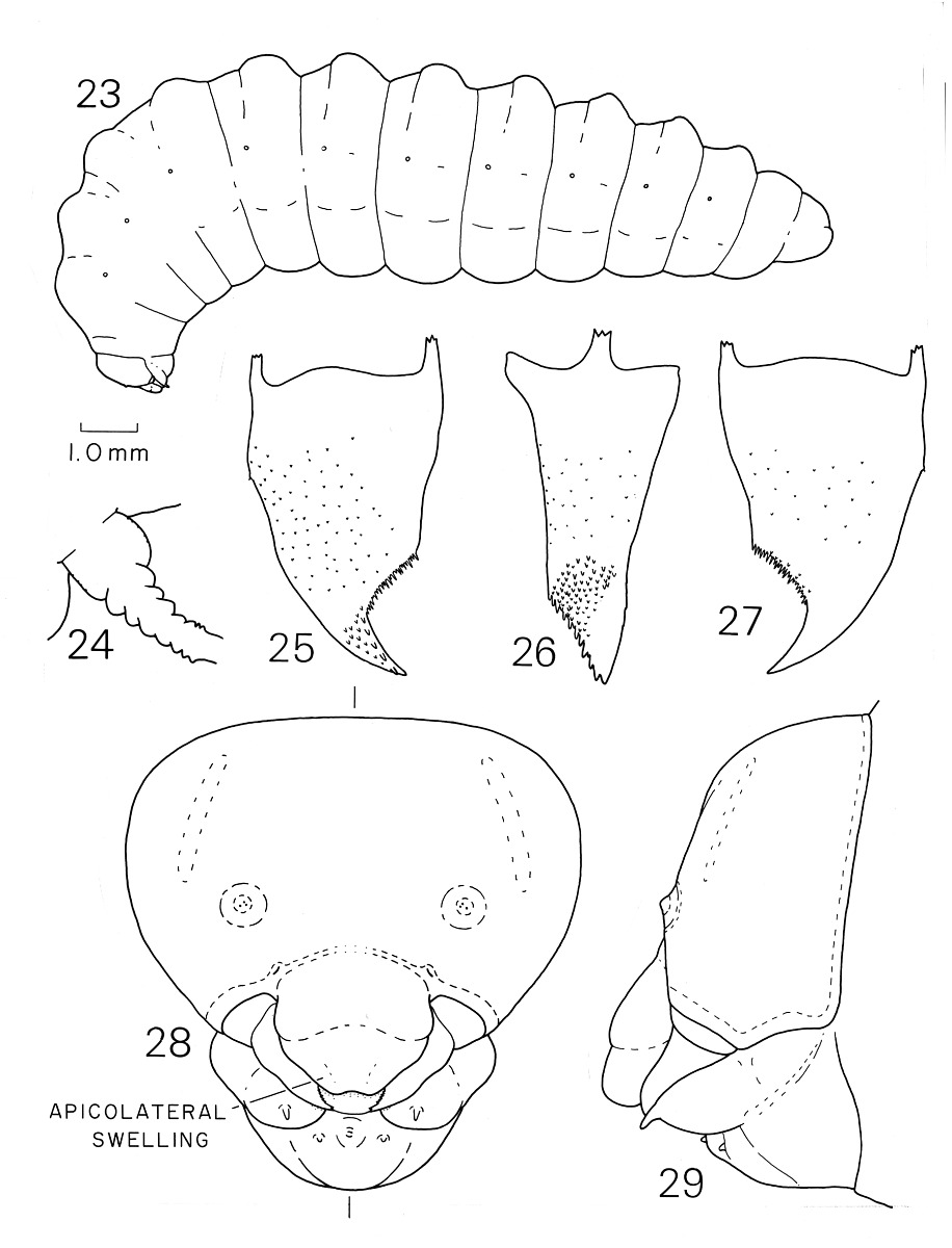 Leioproctus image