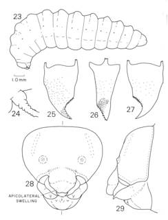 Leioproctus zonatus image