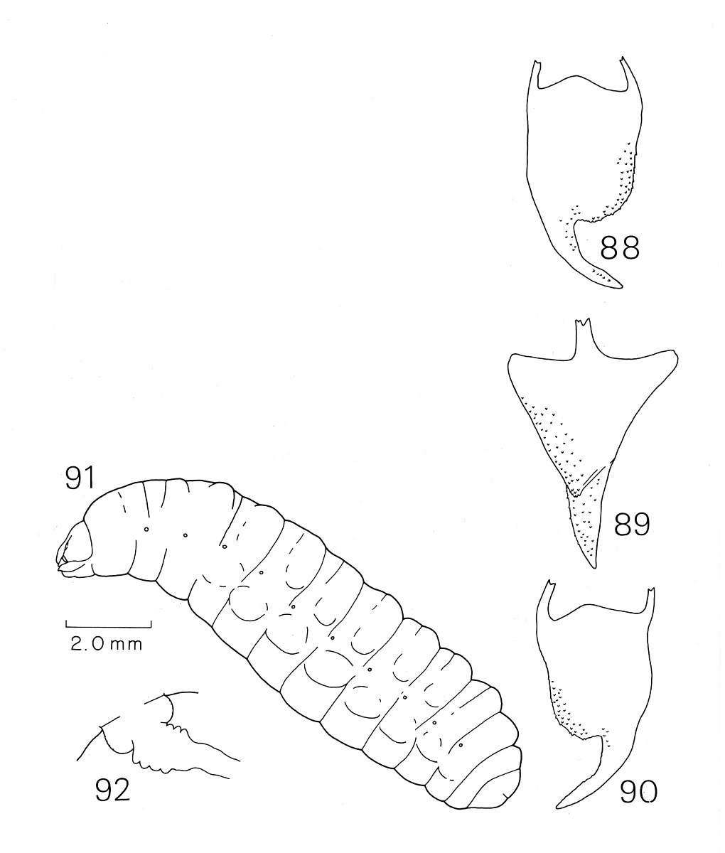 Hylaeus alcyoneus image