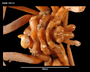 Image of Ammothea striata