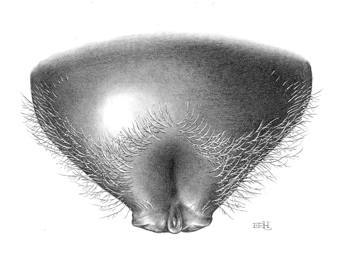 Lasioglossum parkeri image
