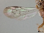 Nomada bicellularis image