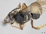 Lasioglossum xyriotropis image