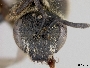 Lasioglossum xyriotropis image