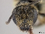 Lasioglossum asaphes image