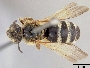 Lasioglossum californicum image