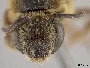 Lasioglossum californicum image