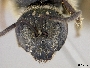Lasioglossum paraforbesii image