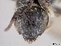 Lasioglossum acarophilum image