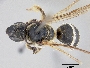 Image of Lasioglossum acuminatum