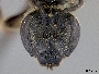 Lasioglossum acuminatum image