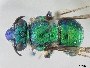 Image of Euglossa annectans