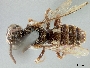 Image of Holcopasites pulchellus