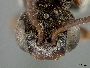 Holcopasites pulchellus image