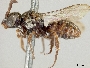 Holcopasites pulchellus image