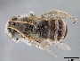 Melissodes opuntiellus image
