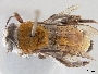 Image of Caupolicana piurensis