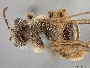 Andrena aliciarum image