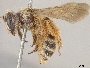 Andrena aliciarum image