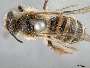 Andrena murreensis image