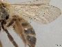 Andrena murreensis image