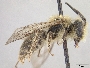 Andrena sasakii image