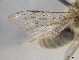 Andrena sasakii image