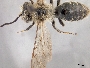 Andrena watasei image