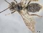 Andrena japonica image