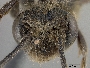Andrena japonica image