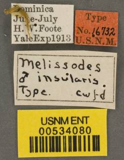 Melissodes trifasciatus image
