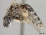 Andrena papagorum image