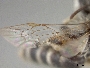 Andrena papagorum image
