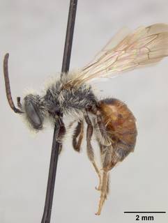 Andrena mariae image