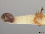 Andrena mariae image