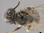 Image of Andrena illinoiensis