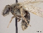 Andrena illinoiensis image