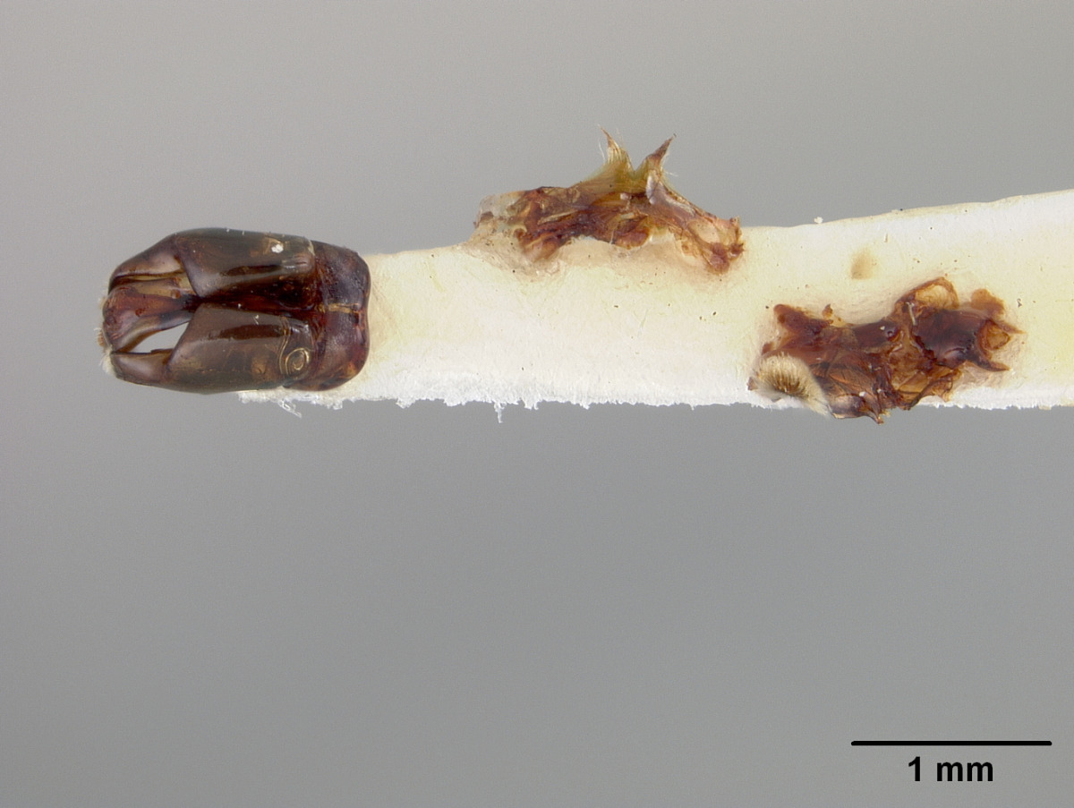 Andrena nigrae image