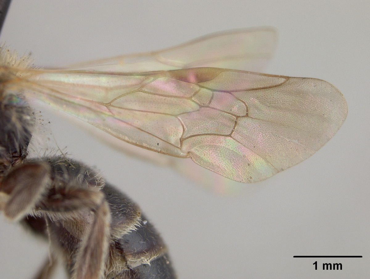 Andrena nigrae image