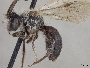 Andrena segregans image
