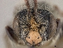 Andrena berkeleyi image